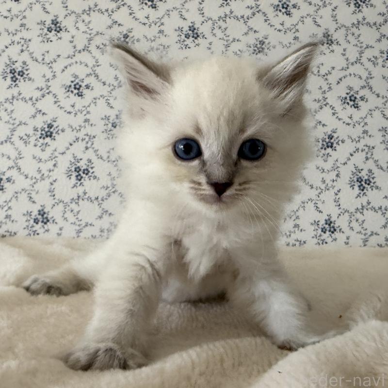 販売中の茨城県のサイベリアン-139536の3枚目