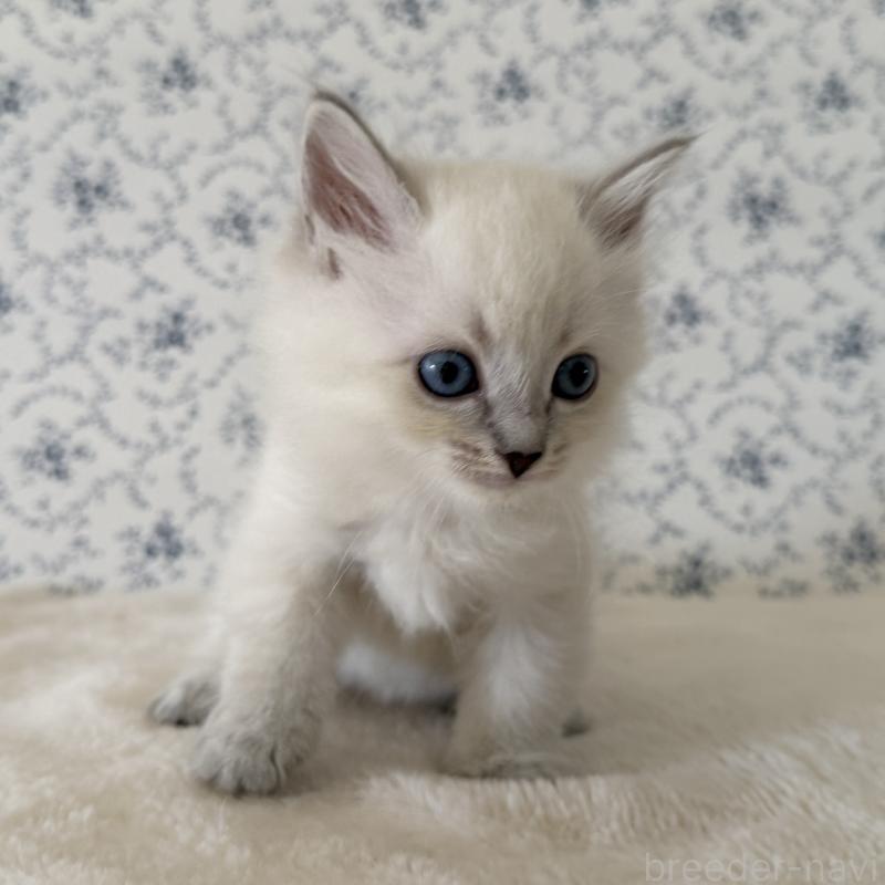 販売中の茨城県のサイベリアン-139536の2枚目