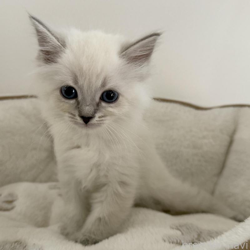 販売中の茨城県のサイベリアン-139536の1枚目