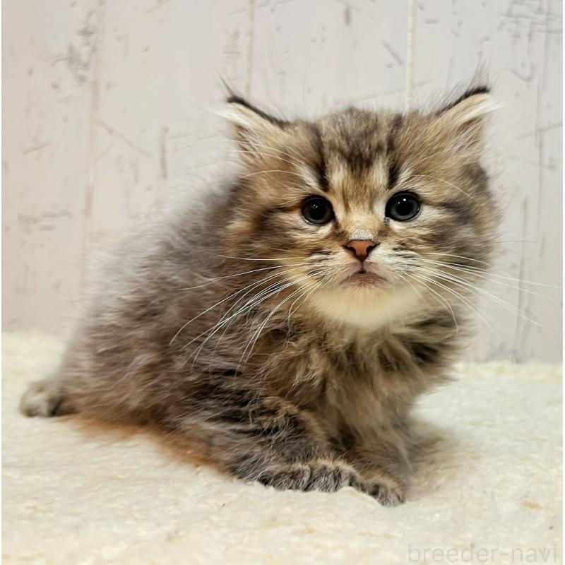 販売中の千葉県のミヌエット-138859