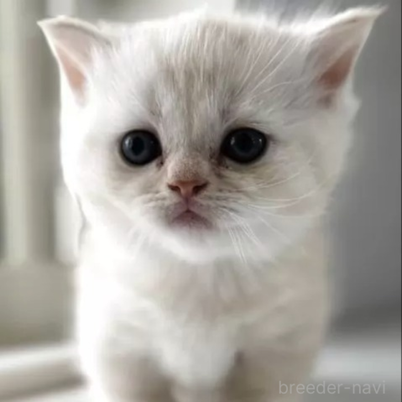 販売中の群馬県のミヌエット(短足)-139537