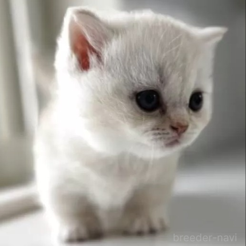 販売中の群馬県のミヌエット(短足)-139537の2枚目