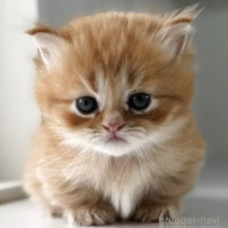 販売中の群馬県のミヌエット(短足)-139538