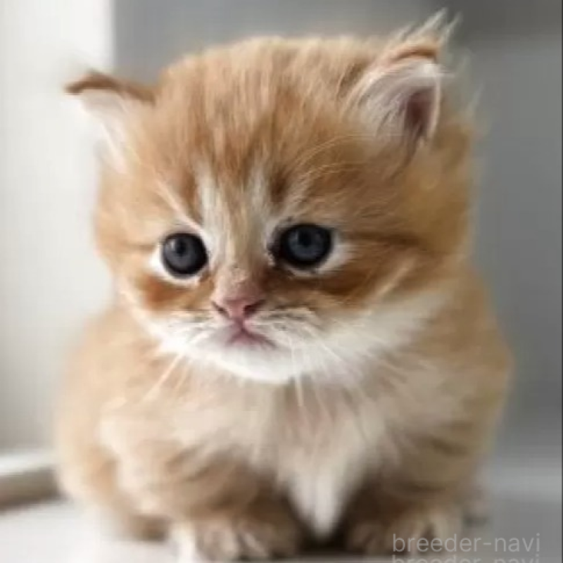 販売中の群馬県のミヌエット(短足)-139538の3枚目