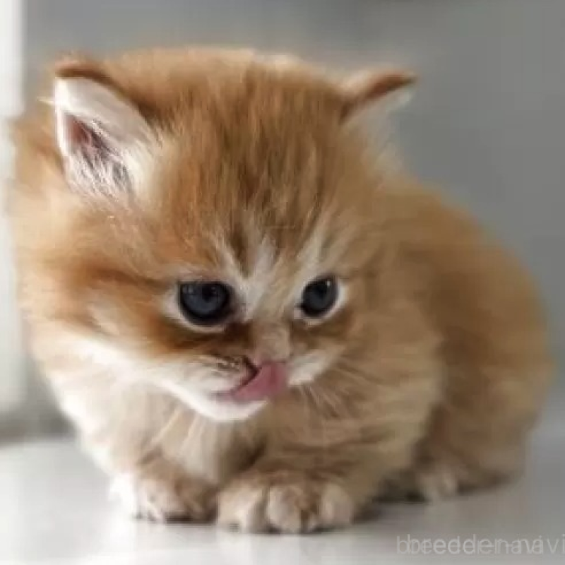 販売中の群馬県のミヌエット(短足)-139538の2枚目