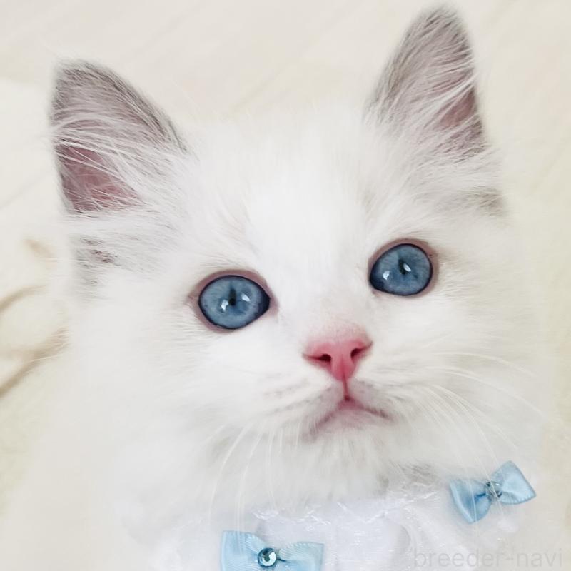 販売中の福島県のラグドール-136989