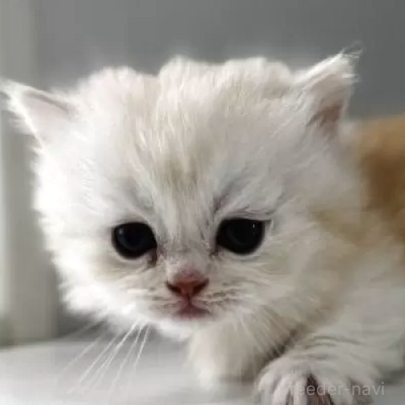 販売中の群馬県のミヌエット(短足)-139539の1枚目