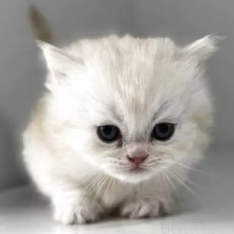 販売中の群馬県のミヌエット(短足)-139539の3枚目