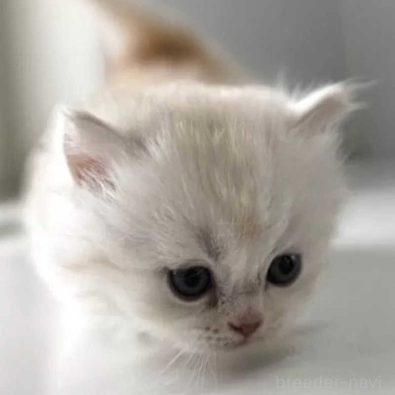 販売中の群馬県のミヌエット(短足)-139539の2枚目