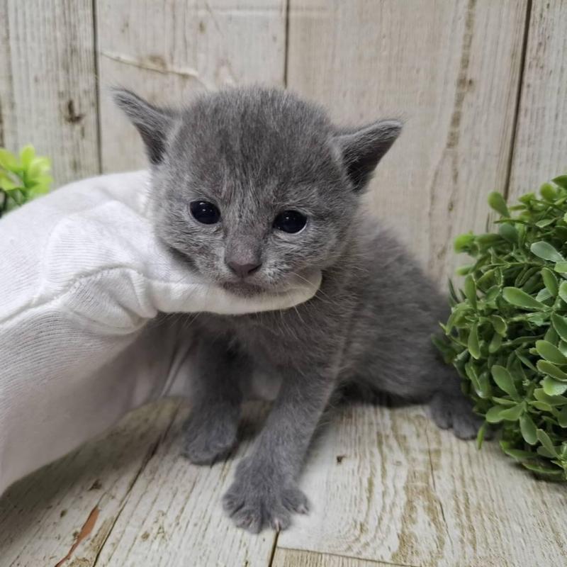 販売中の千葉県のロシアンブルー-139540の10枚目