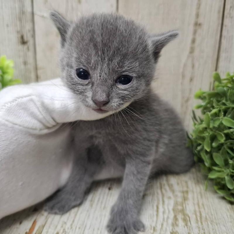 販売中の千葉県のロシアンブルー-139540の9枚目