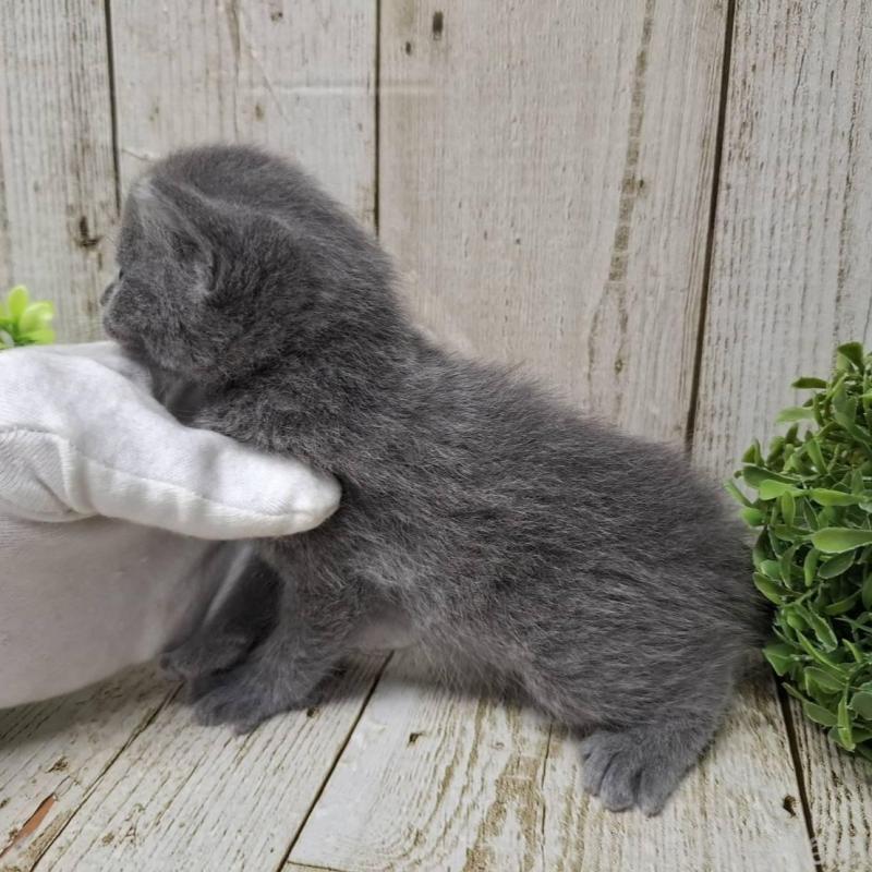 販売中の千葉県のロシアンブルー-139540の8枚目