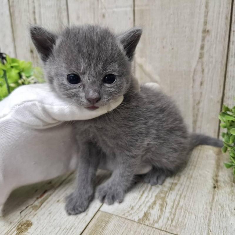 販売中の千葉県のロシアンブルー-139540の7枚目