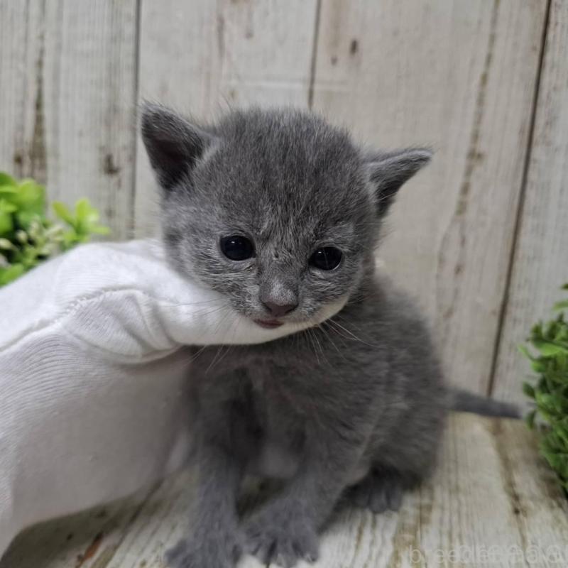 販売中の千葉県のロシアンブルー-139540の6枚目