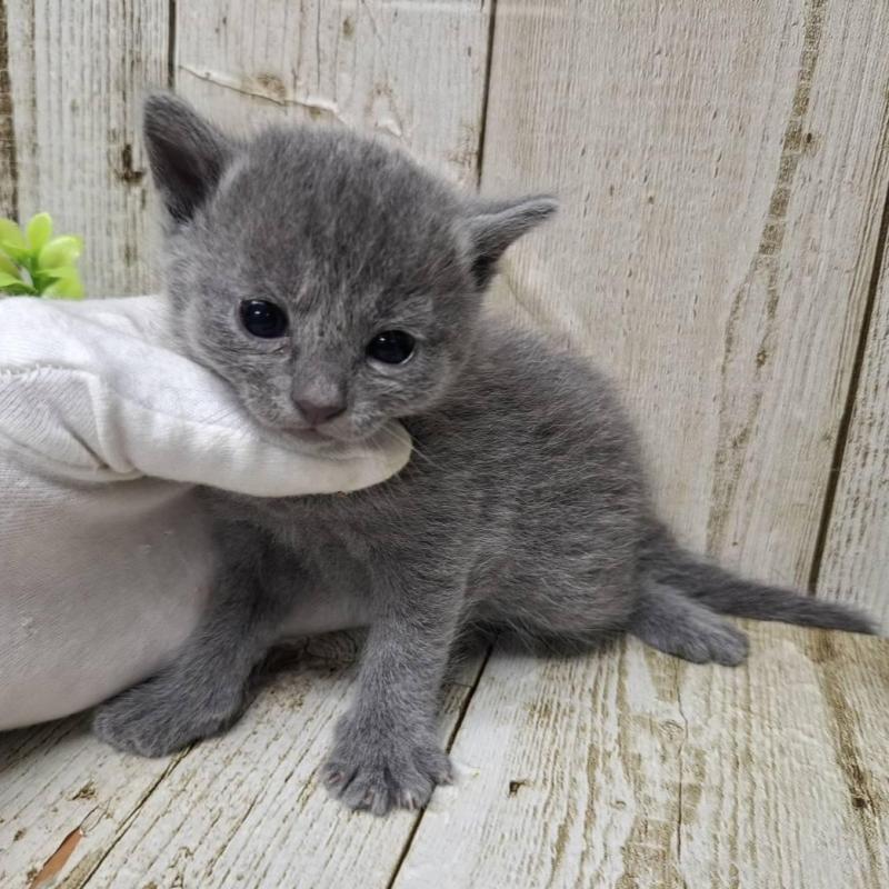 販売中の千葉県のロシアンブルー-139540