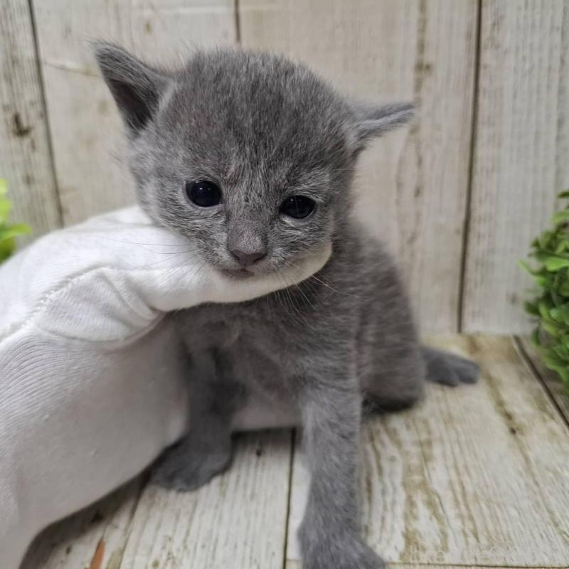 販売中の千葉県のロシアンブルー-139540の5枚目