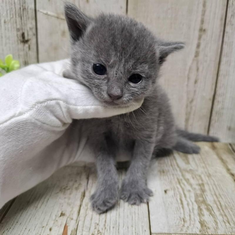 販売中の千葉県のロシアンブルー-139540の4枚目