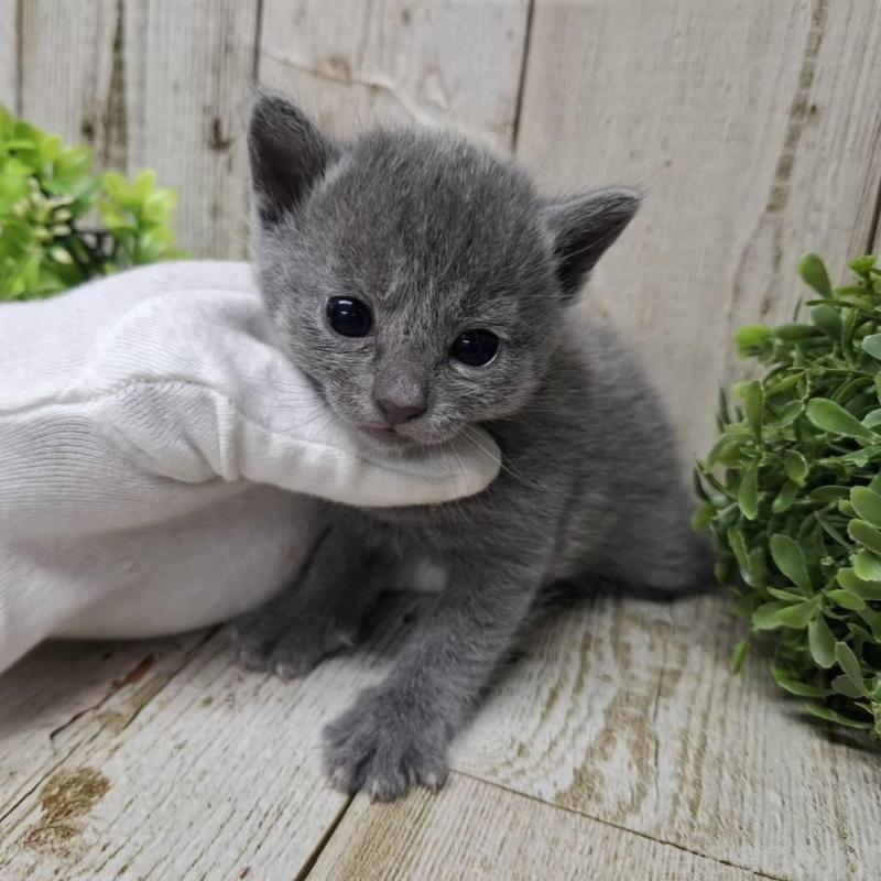 販売中の千葉県のロシアンブルー-139540の3枚目