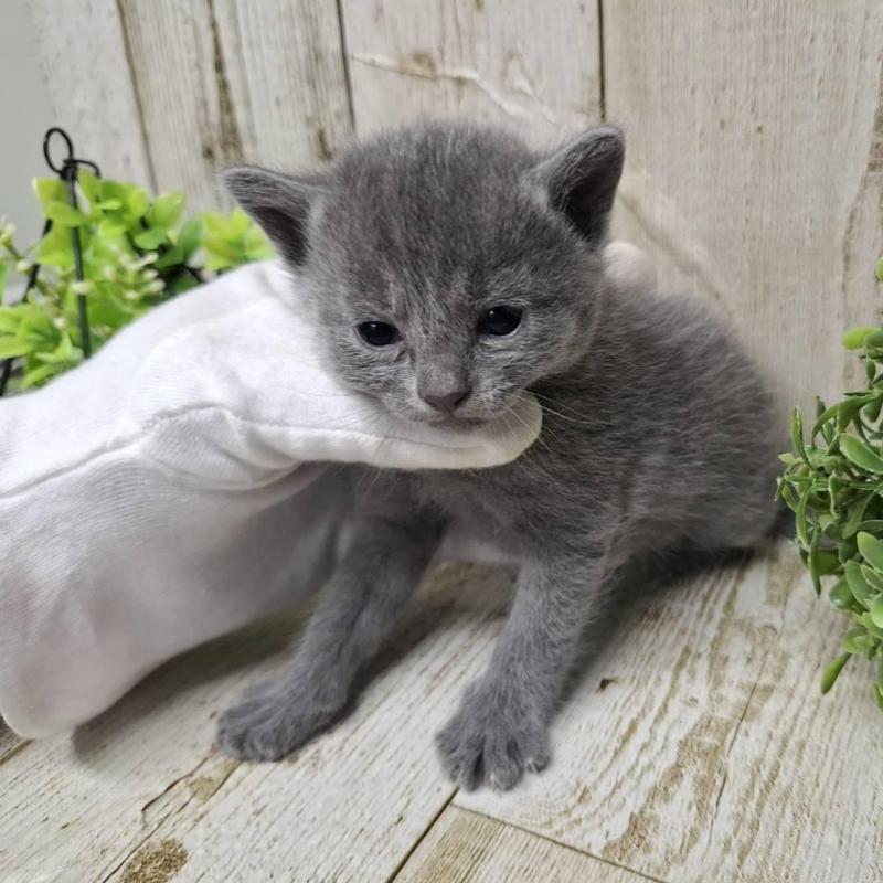 販売中の千葉県のロシアンブルー-139540の2枚目