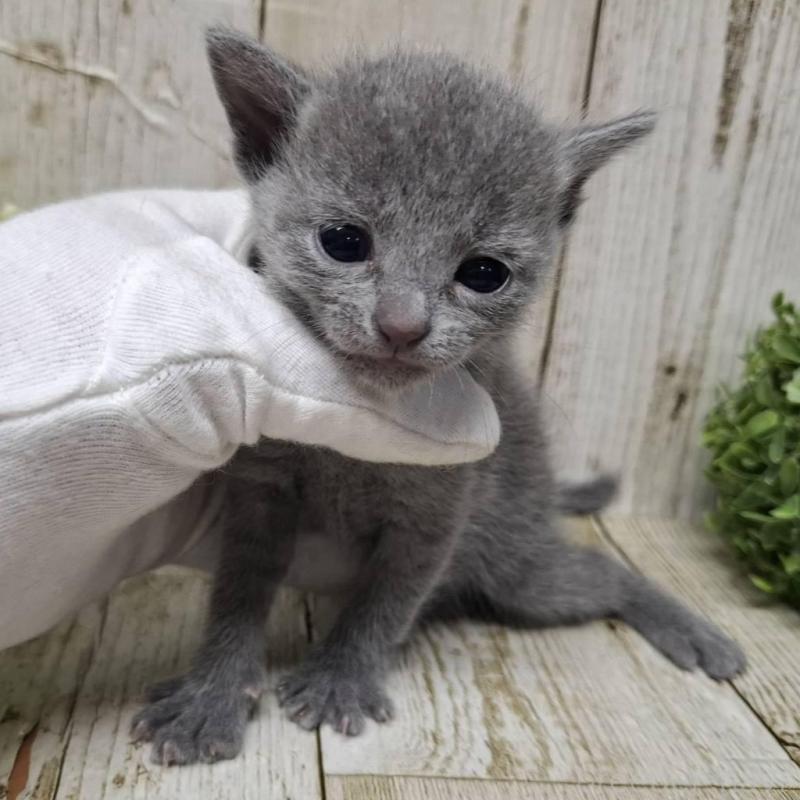 販売中の千葉県のロシアンブルー-139541の10枚目