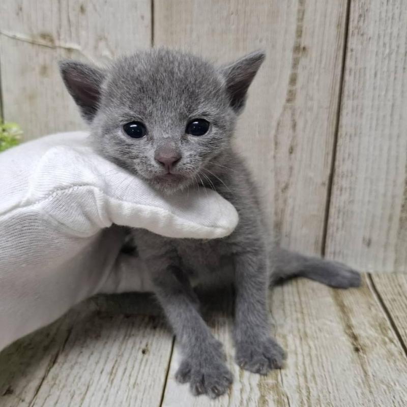 販売中の千葉県のロシアンブルー-139541の9枚目