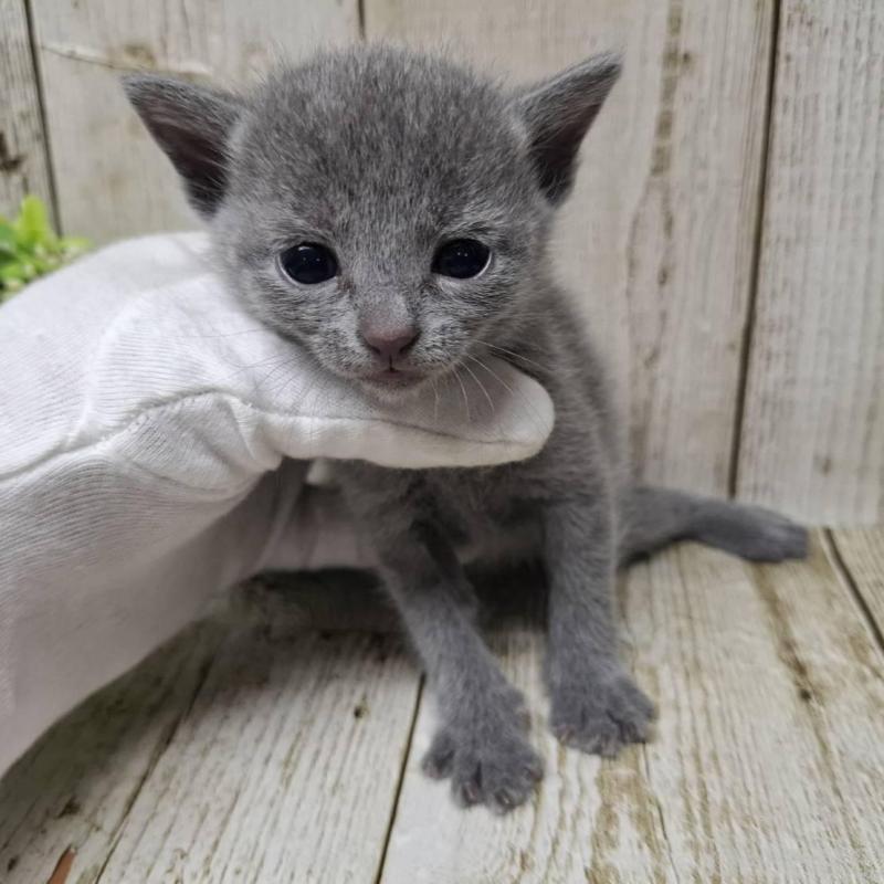 販売中の千葉県のロシアンブルー-139541の8枚目