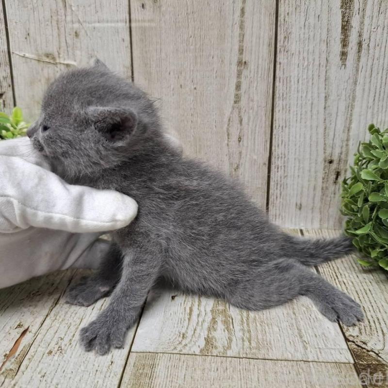 販売中の千葉県のロシアンブルー-139541の7枚目