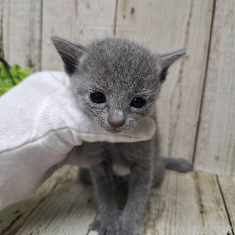 販売中の千葉県のロシアンブルー-139541