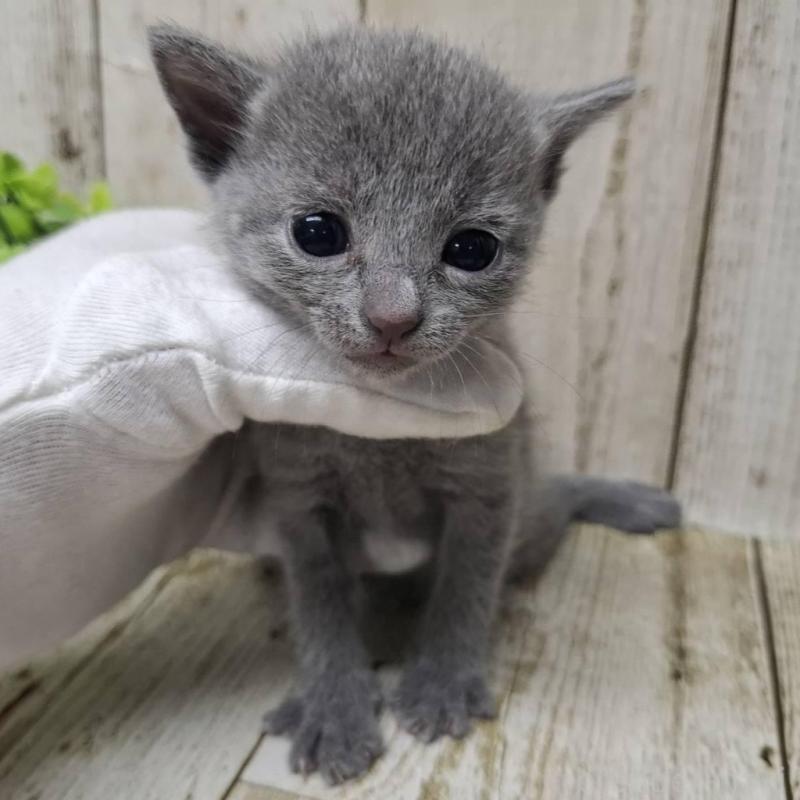 販売中の千葉県のロシアンブルー-139541の6枚目