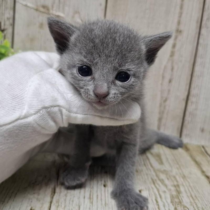 販売中の千葉県のロシアンブルー-139541の5枚目