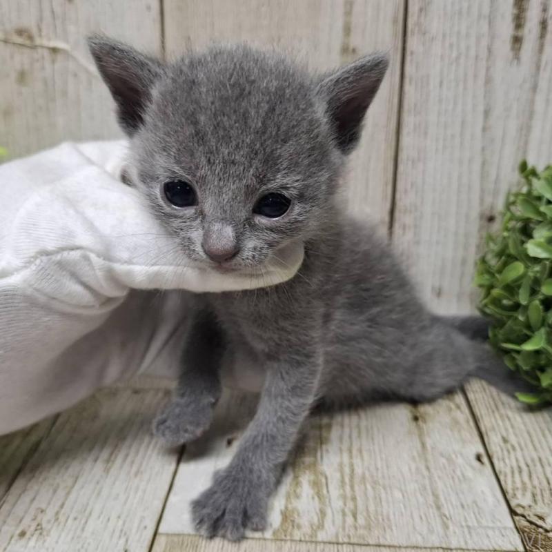 販売中の千葉県のロシアンブルー-139541の2枚目