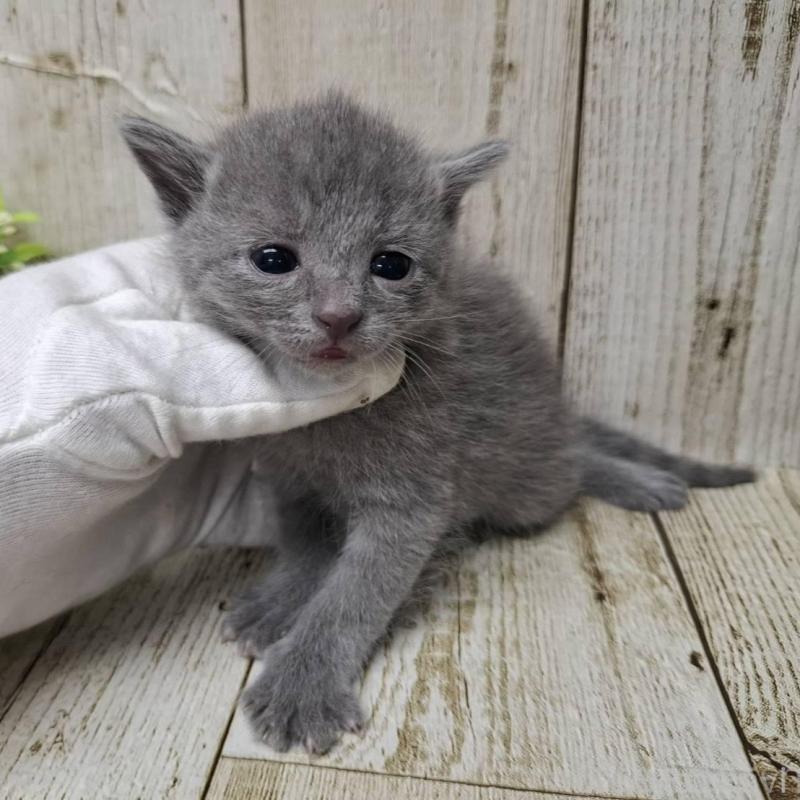 販売中の千葉県のロシアンブルー-139542の10枚目