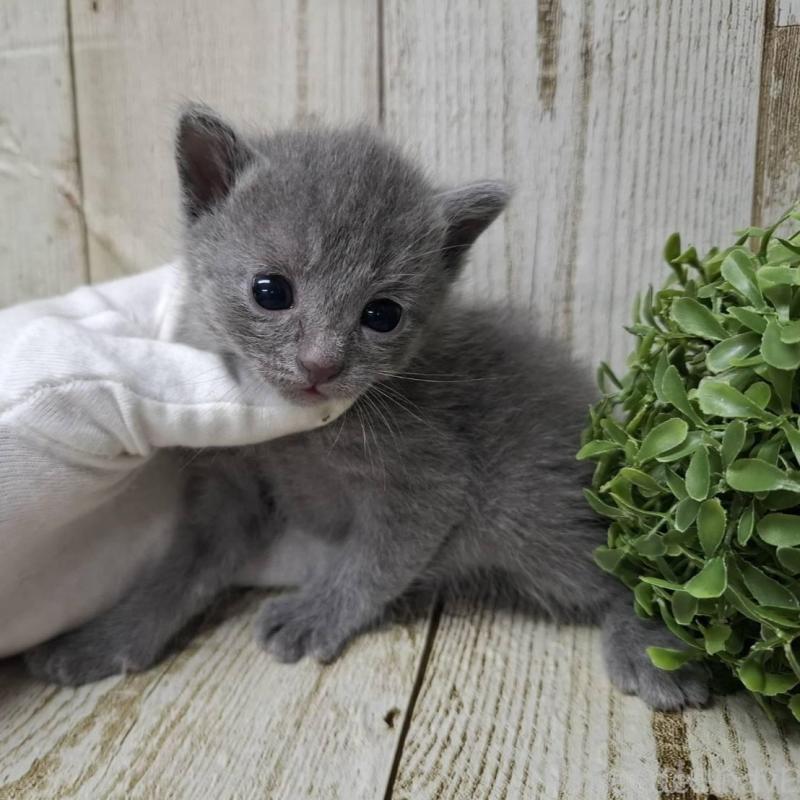 販売中の千葉県のロシアンブルー-139542の9枚目