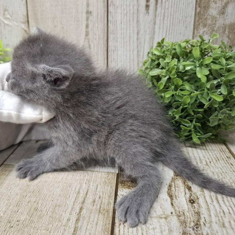 販売中の千葉県のロシアンブルー-139542の8枚目