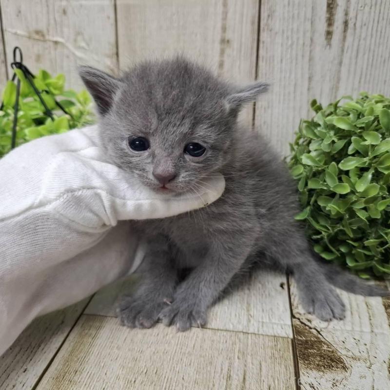 販売中の千葉県のロシアンブルー-139542の7枚目