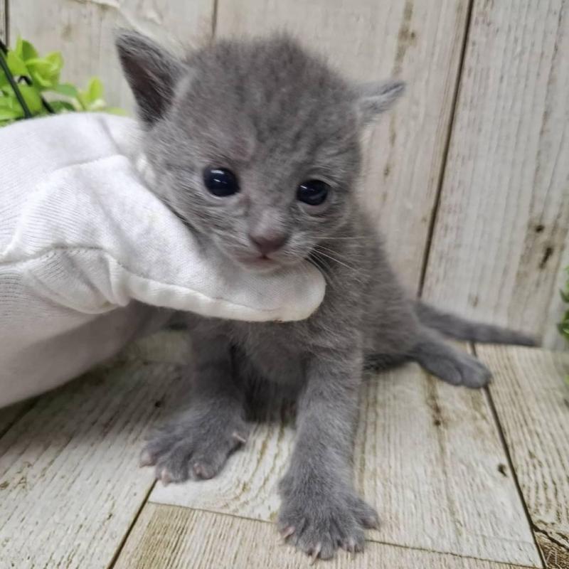 販売中の千葉県のロシアンブルー-139542の6枚目