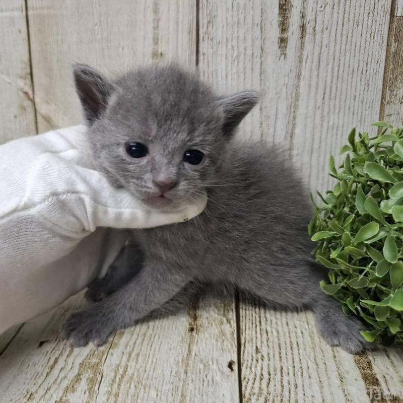 販売中の千葉県のロシアンブルー-139542の5枚目