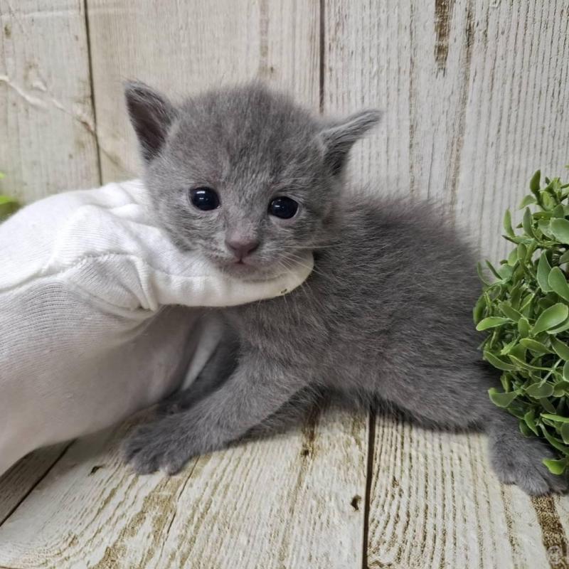 販売中の千葉県のロシアンブルー-139542の1枚目