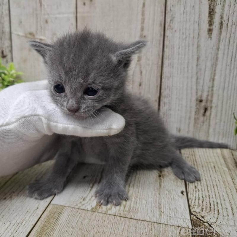 販売中の千葉県のロシアンブルー-139542の4枚目