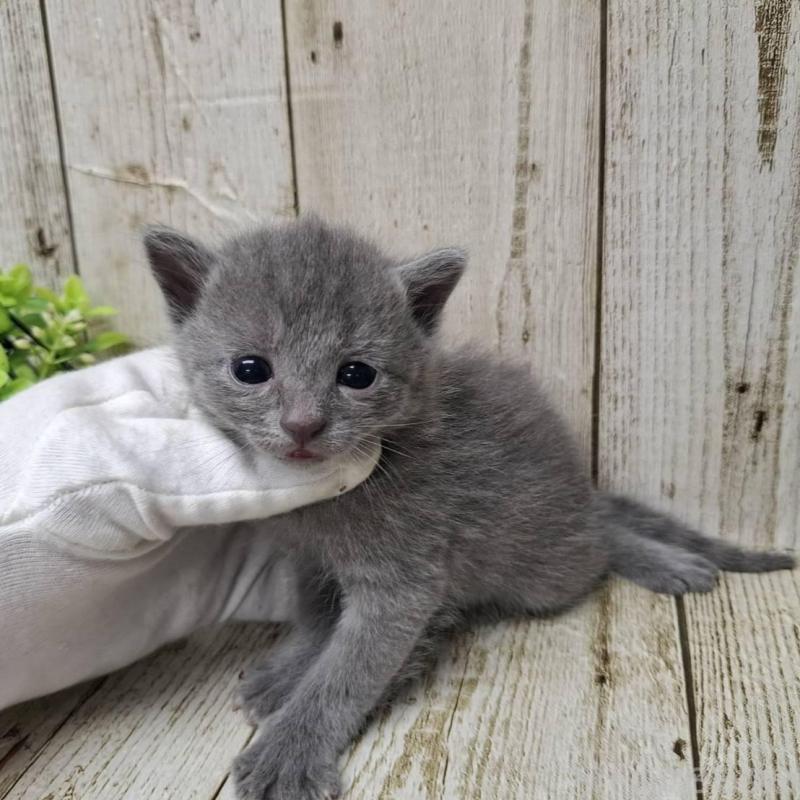 販売中の千葉県のロシアンブルー-139542の2枚目