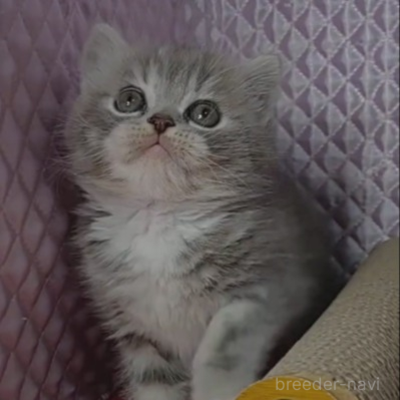 販売中の静岡県のミックス-139543の6枚目