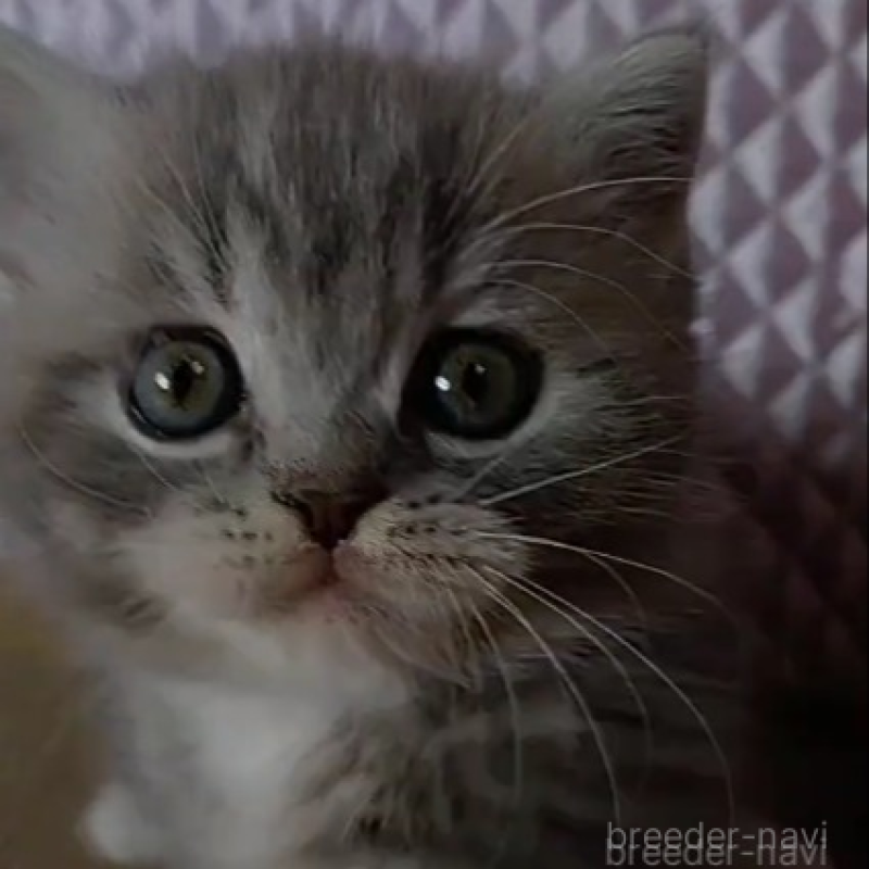 販売中の静岡県のミックス-139543の5枚目