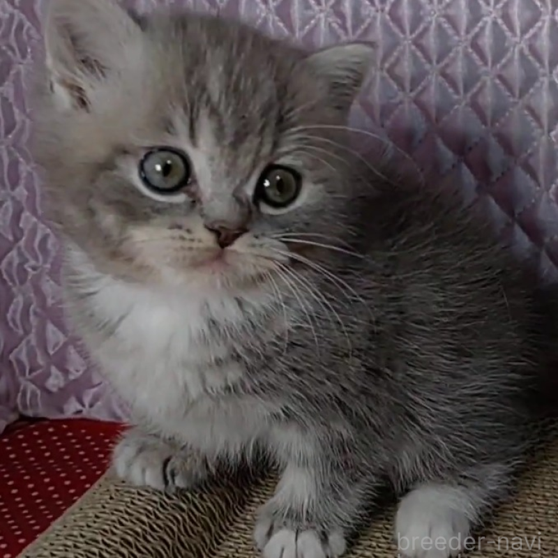 販売中の静岡県のミックス-139543の4枚目