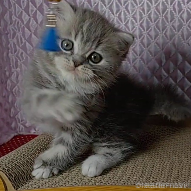 販売中の静岡県のミックス-139543の3枚目