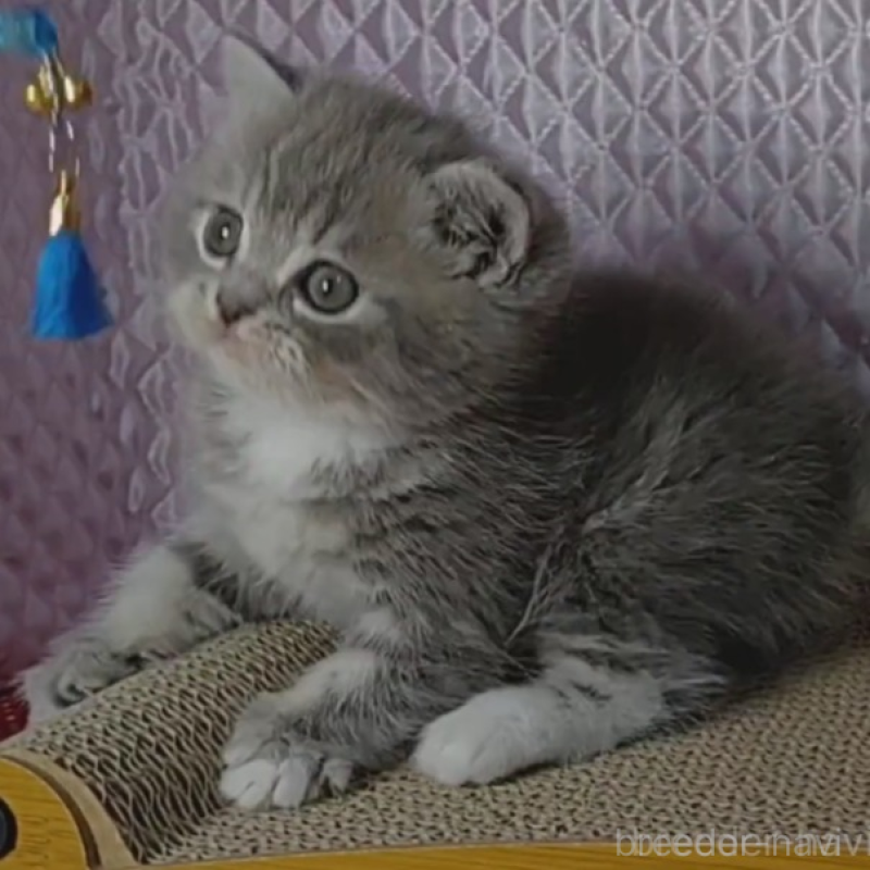 販売中の静岡県のミックス-139543の2枚目