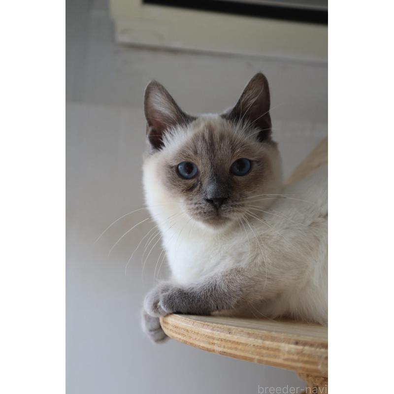 販売中の長野県のトイボブ-127916の4枚目