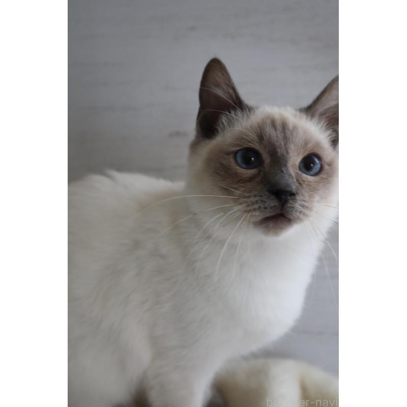 販売中の長野県のトイボブ-127916の3枚目