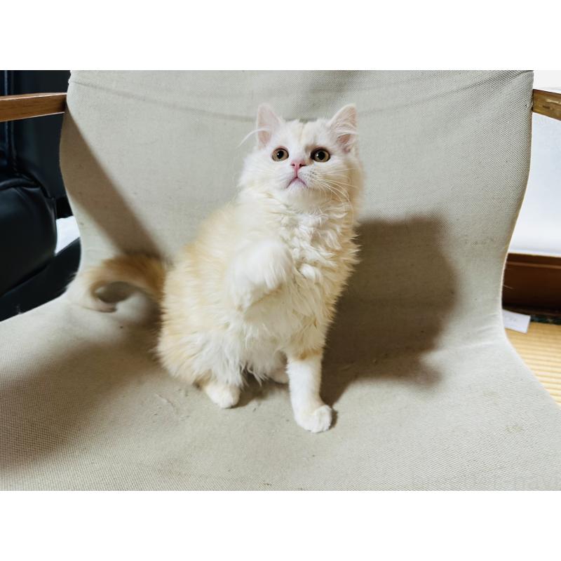 販売中の千葉県のマンチカン-133774の4枚目