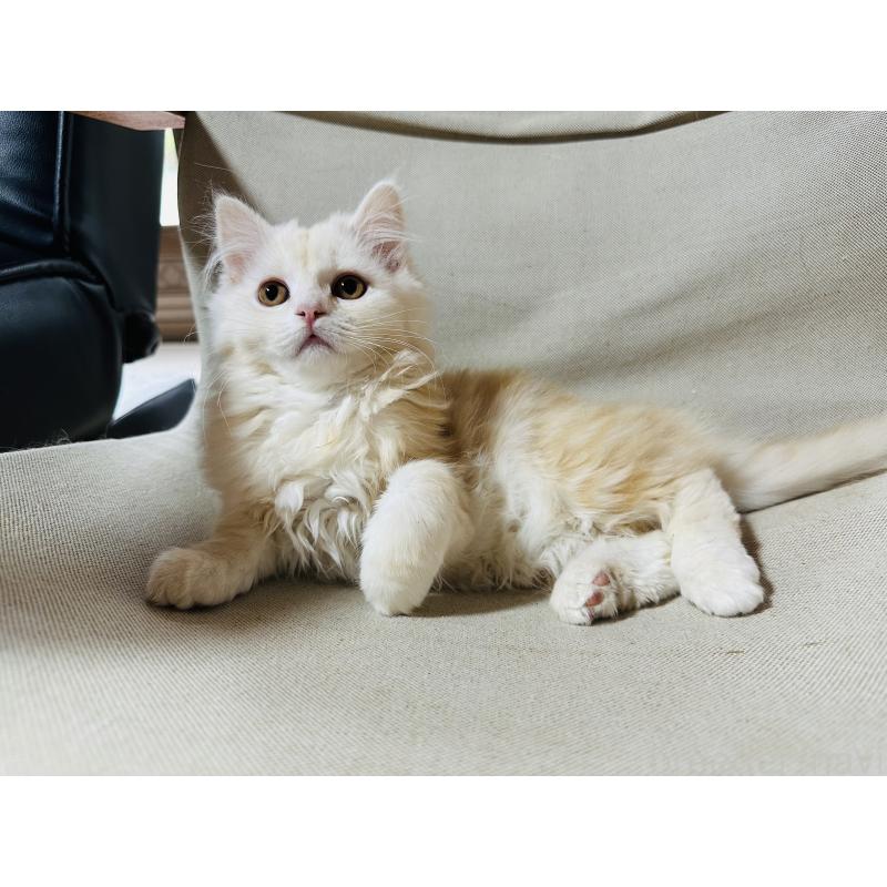 販売中の千葉県のマンチカン-133774の3枚目