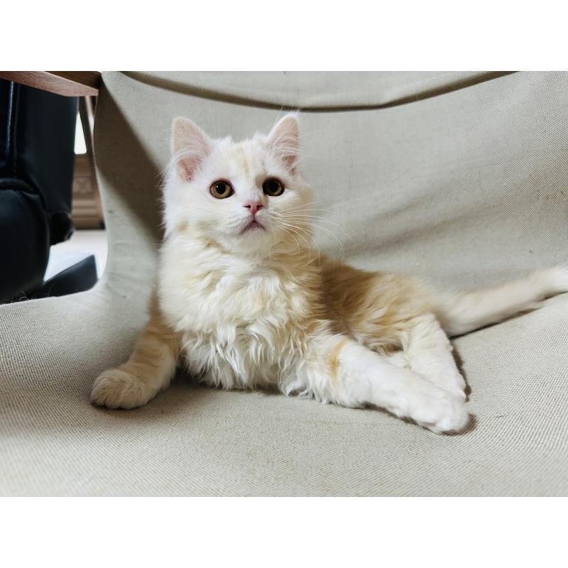 販売中の千葉県のマンチカン-133774の2枚目